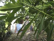 Arboratum_3845
