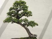 Bansai_3851