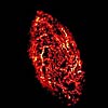 Image of M33: Radio